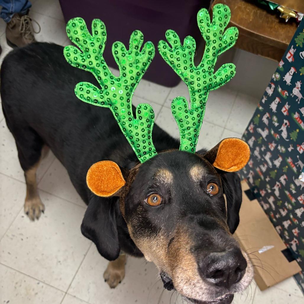 Enlarge Leo, a Adoptable Mixed Breed in Davenport, IA image 3/5