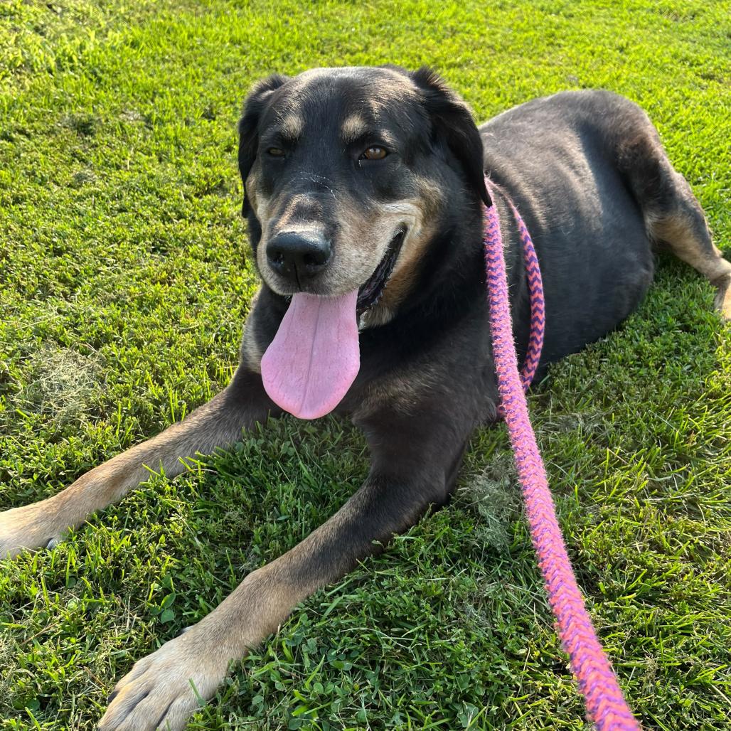 Enlarge Leo, a Adoptable Mixed Breed in Davenport, IA image 4/5