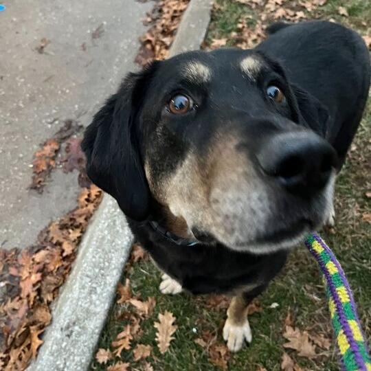 Enlarge Leo, a Adoptable Mixed Breed in Davenport, IA image 5/5