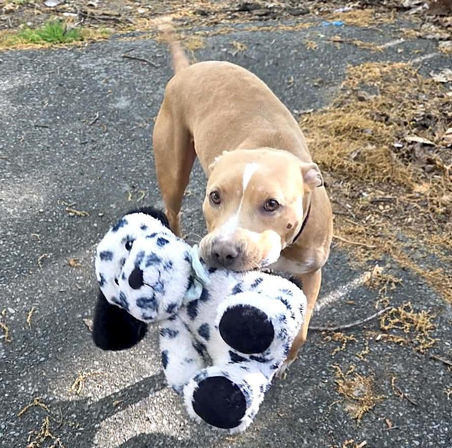 Gypsy, a ADOPTABLE mixed breed in Leominster, MA image 2/6
