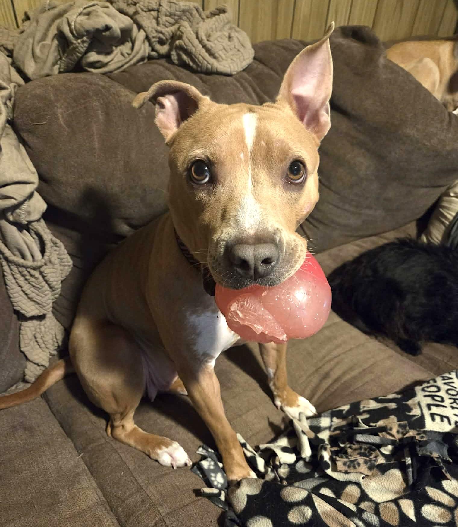 Gypsy, a ADOPTABLE mixed breed in Leominster, MA image 3/6