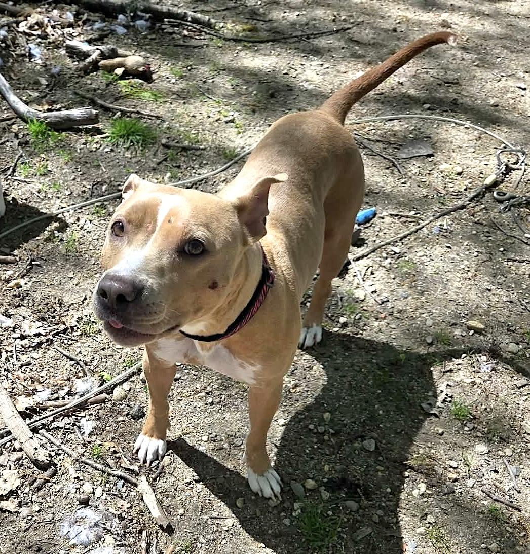 Gypsy, a ADOPTABLE mixed breed in Leominster, MA image 4/6