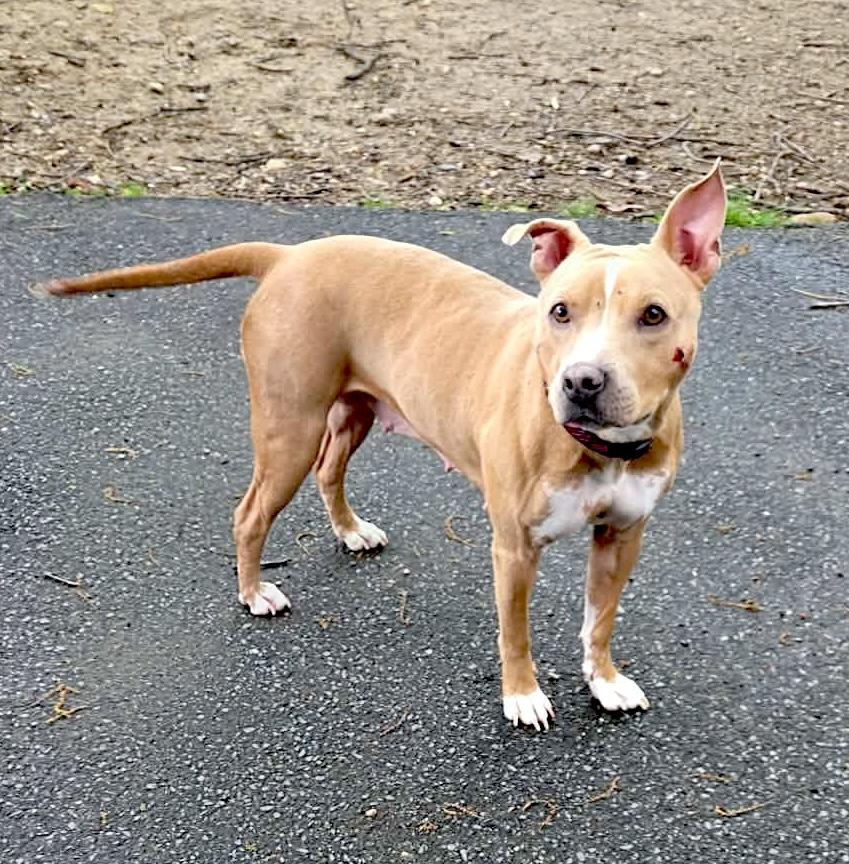 Gypsy, a ADOPTABLE mixed breed in Leominster, MA image 5/6