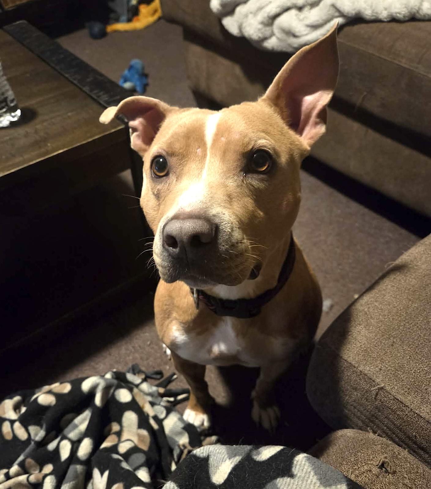 Gypsy, ADOPTABLE, Young Female Pit Bull Terrier.
