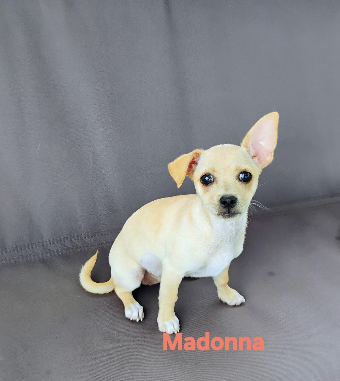 Madonna