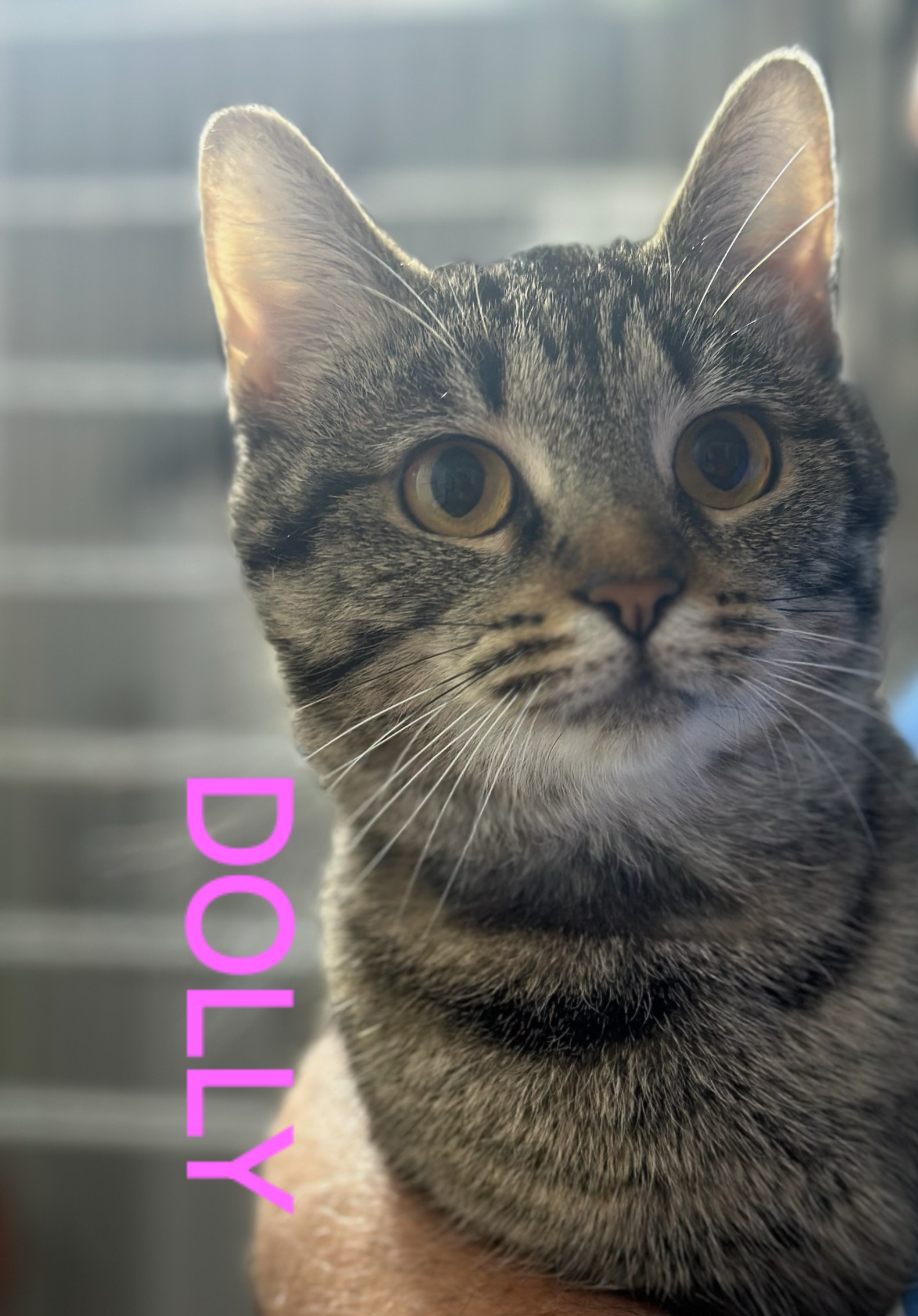 DOLLY photo 2