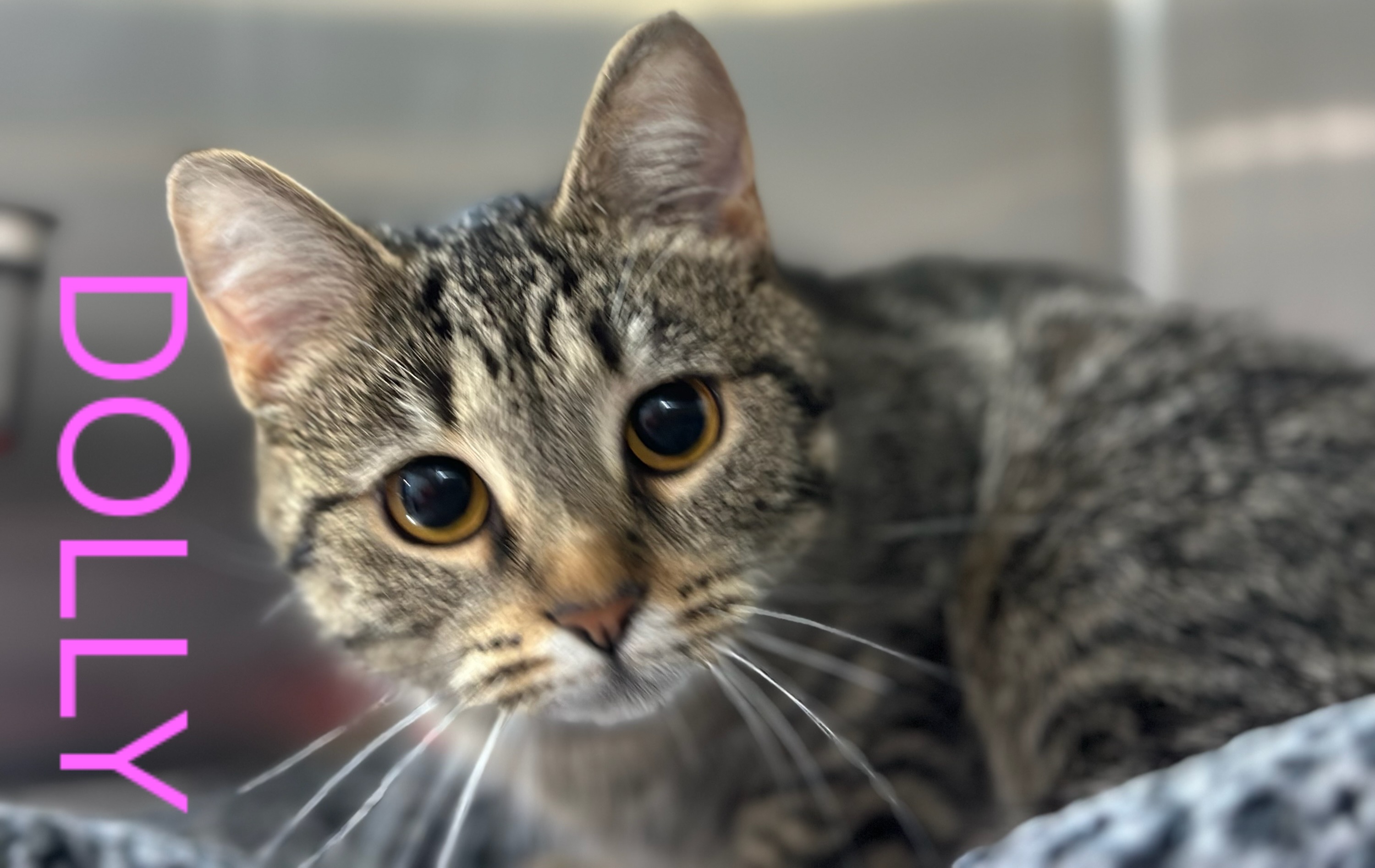 DOLLY, Young Female Tabby