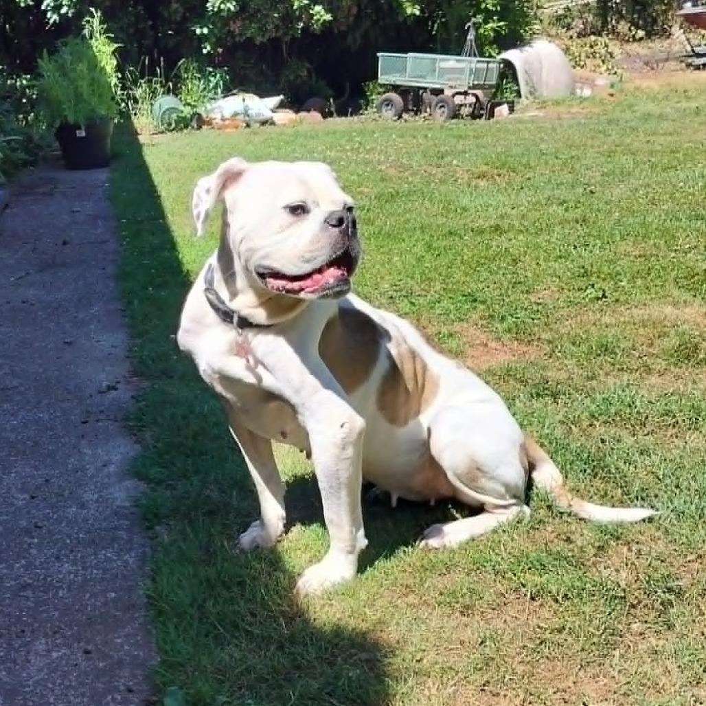 Jay Jey, Adoptable, Adult Female Boxer & English Bulldog.