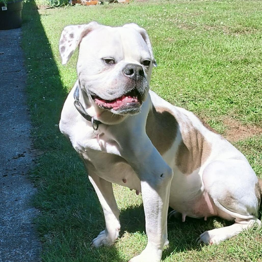 Jay Jey, a Adoptable mixed breed in McMinnville, OR image 2/4