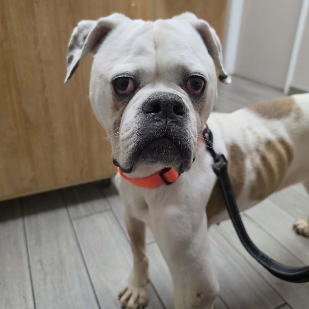 Enlarge Jay Jey, a Adoptable mixed breed in McMinnville, OR image 1/3