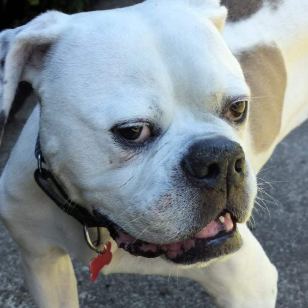 Jay Jey, a Adoptable mixed breed in McMinnville, OR image 3/4