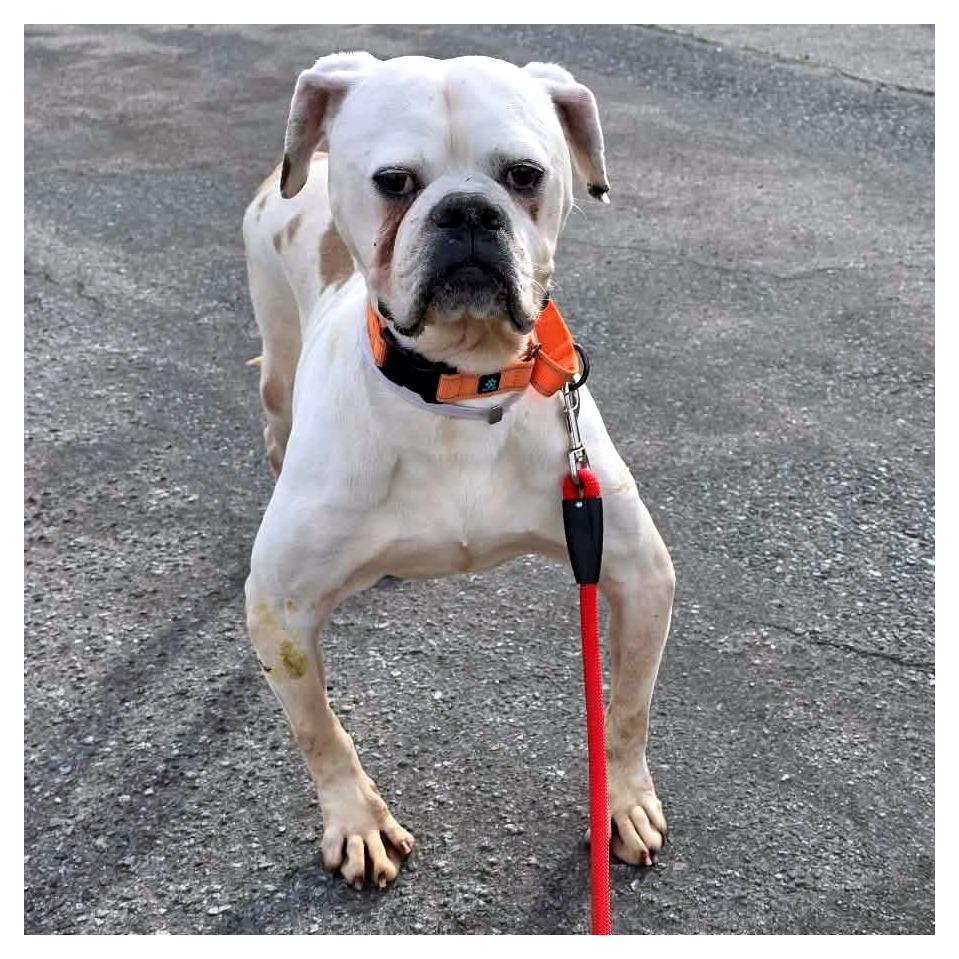 Enlarge Jay Jey, a Adoptable mixed breed in McMinnville, OR image 2/3