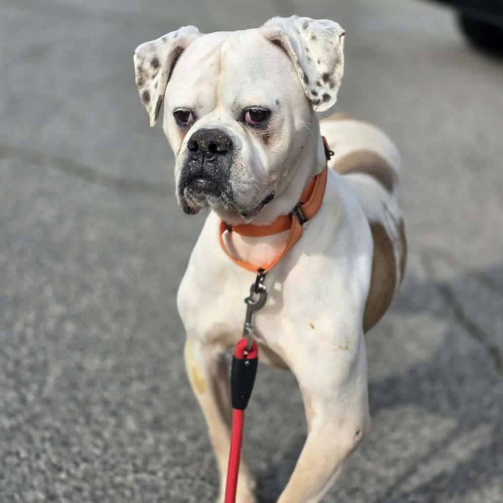 Enlarge Jay Jey, a Adoptable mixed breed in McMinnville, OR image 3/3
