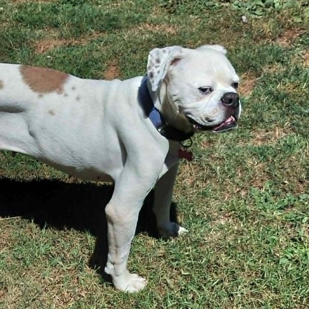 Jay Jey, a Adoptable mixed breed in McMinnville, OR image 4/4