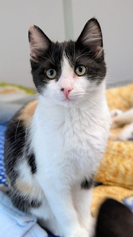 Zulu, Adoptable, Kitten Female Domestic Short Hair.