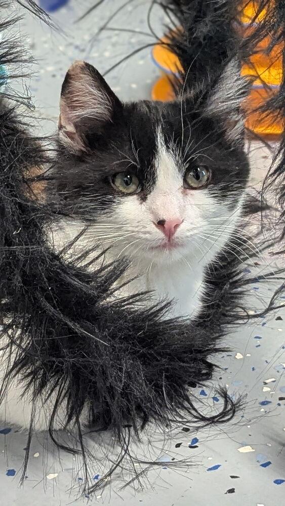 Enlarge Zulu, a Adoptable Domestic Short Hair in Sparta, WI image 2/2