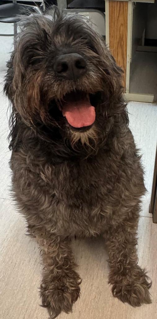 Smokey, a Adoptable mixed breed in Kenai, AK image 1/3