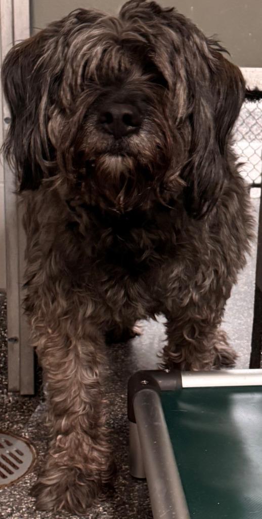 Smokey, a Adoptable mixed breed in Kenai, AK image 2/3