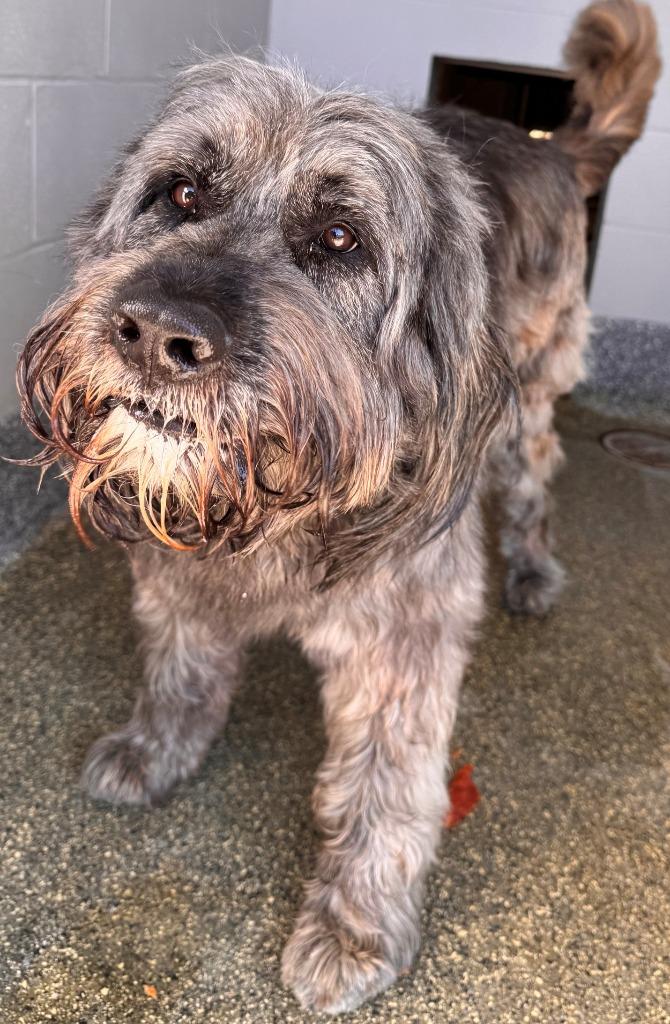 Smokey, a Adoptable mixed breed in Kenai, AK image 3/3
