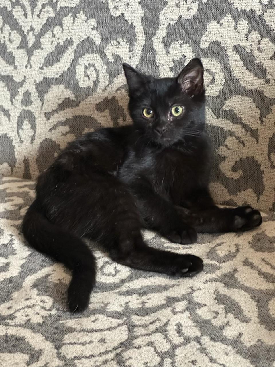 Enlarge Pancake , a Adoptable mixed breed in Succasunna, NJ image 2/4