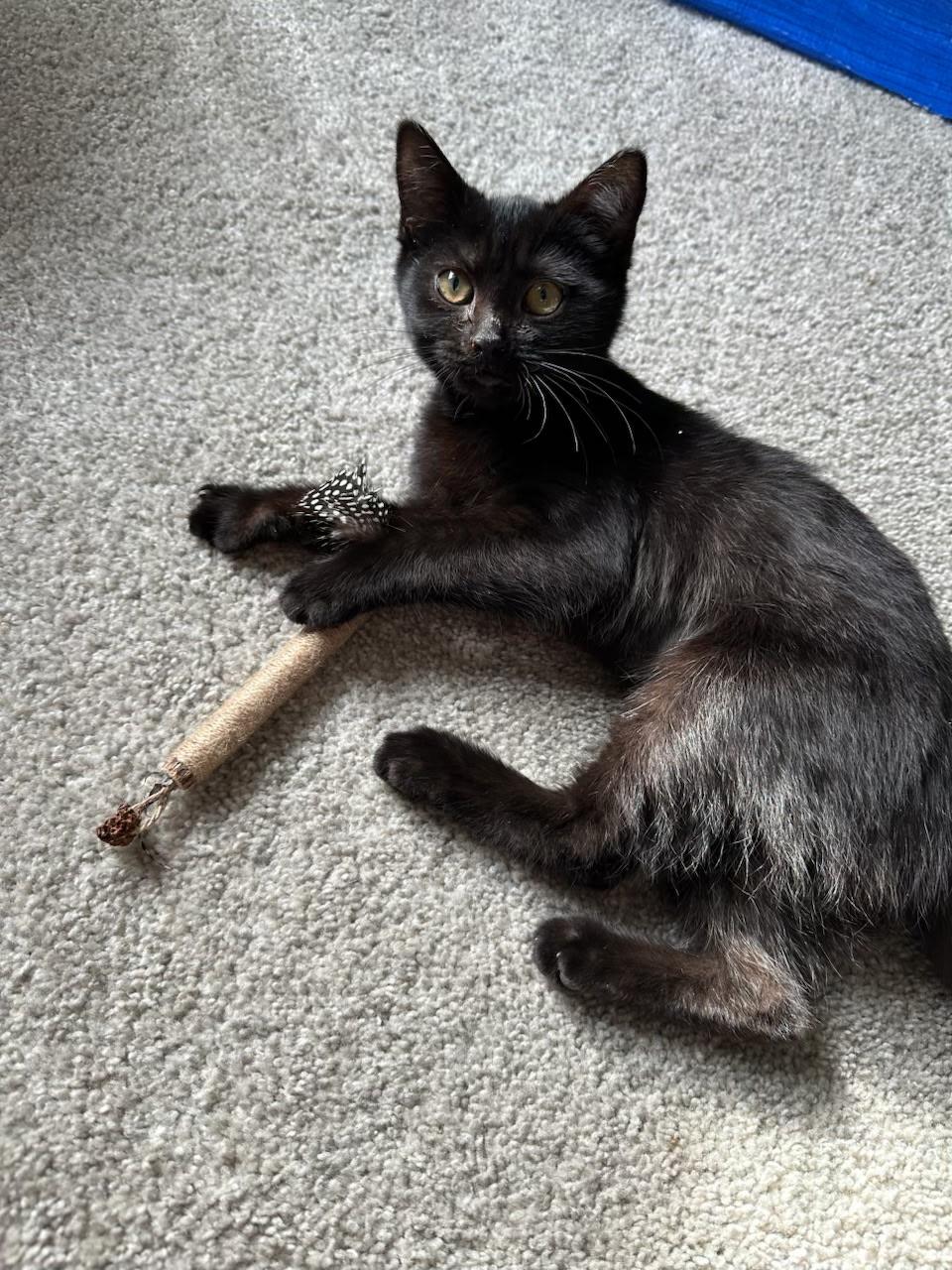 Enlarge Pancake , a Adoptable mixed breed in Succasunna, NJ image 3/4