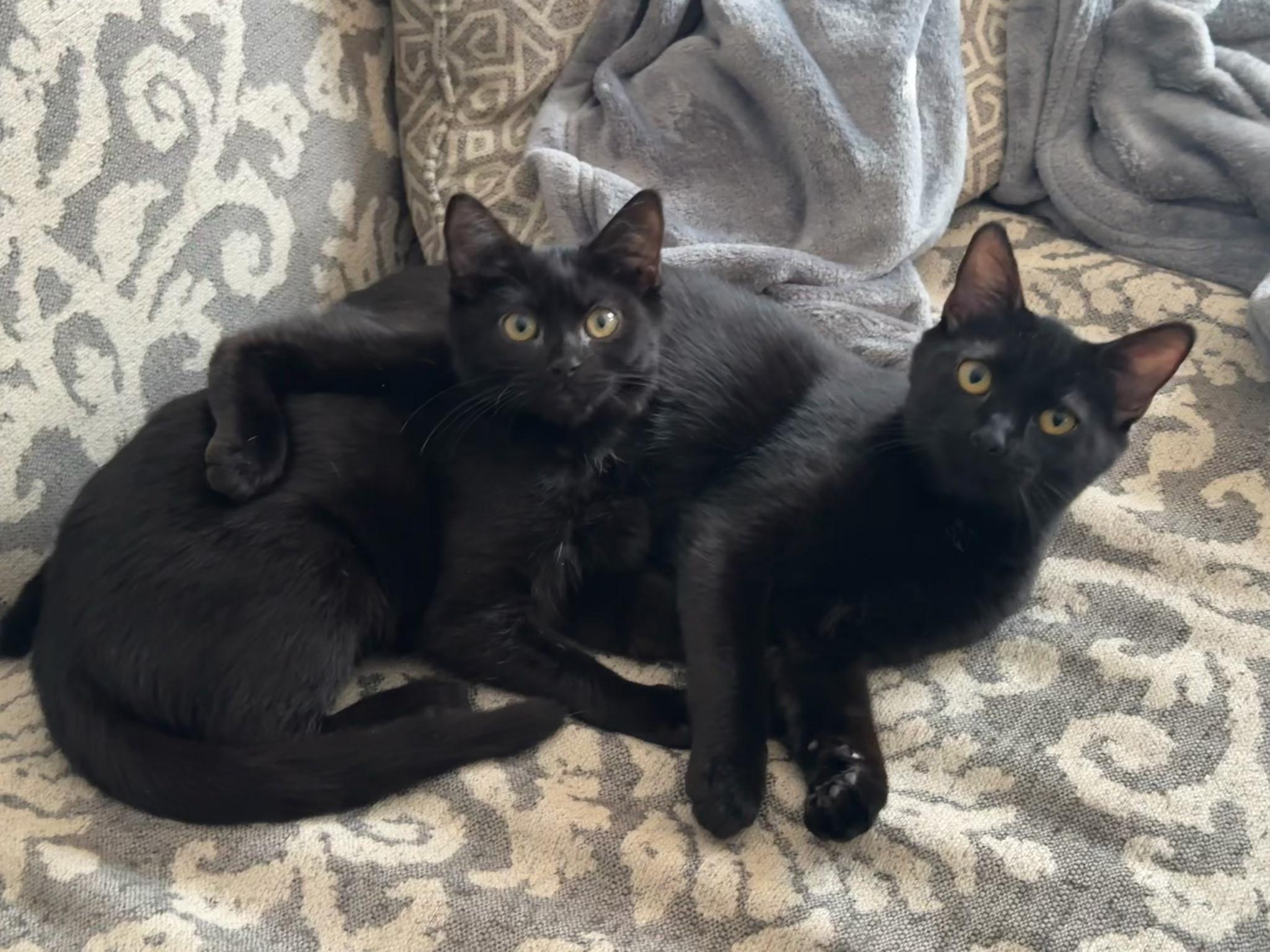 Pancake , Adoptable, Kitten Female Domestic Short Hair.