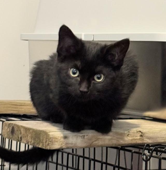 Enlarge Raider (aka Riley), an adopted Domestic Short Hair in Murfreesboro, TN image 1/3