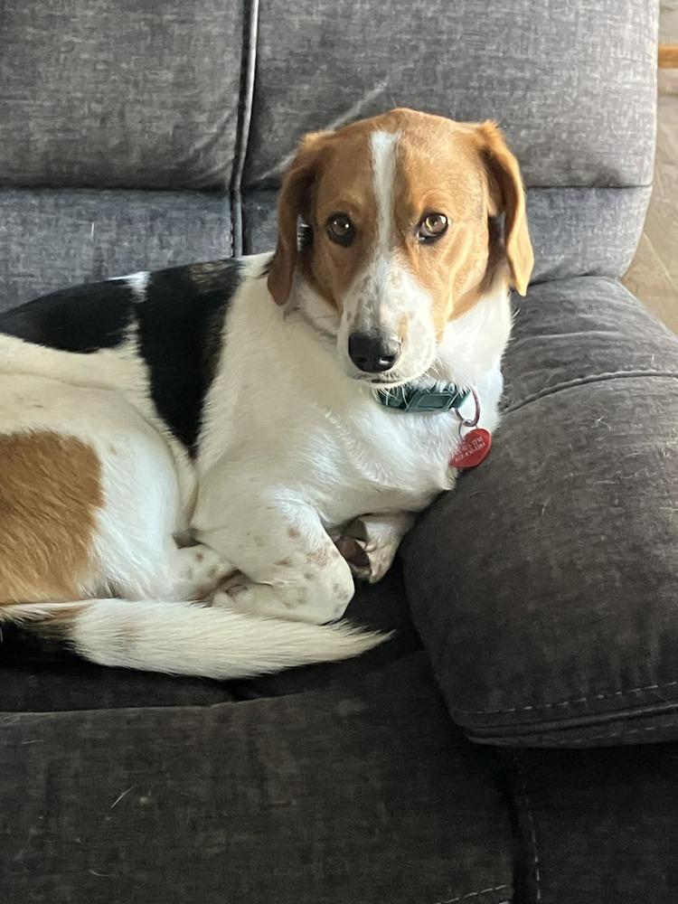 Rocco - fostered in Lincoln NE, Adoptable, Young Male Beagle & Basset Hound.
