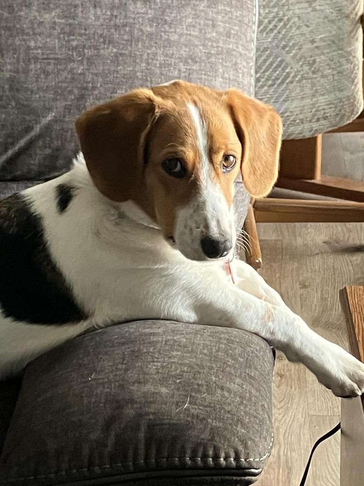 Enlarge Rocco - adoption pending, a Adoptable mixed breed in Shawnee Mission, KS image 2/4