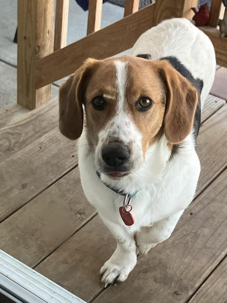 Enlarge Rocco - adoption pending, a Adoptable mixed breed in Shawnee Mission, KS image 3/4