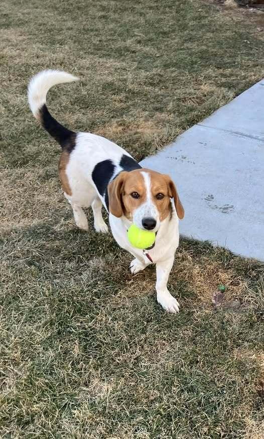 Enlarge Rocco - adoption pending, a Adoptable mixed breed in Shawnee Mission, KS image 4/4