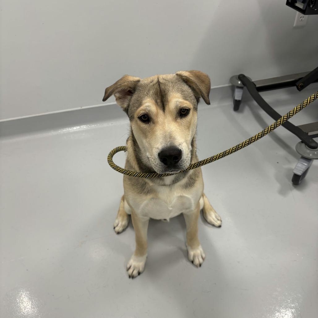 Sarge, Adoptable, Adult Male Shepherd.