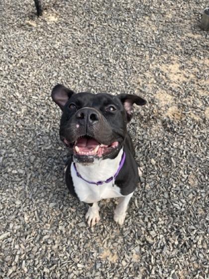Auggie, Adoptable, Adult Male Pit Bull Terrier & Mixed Breed.