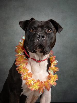 Enlarge Auggie, a Adoptable mixed breed in Atlanta, GA image 2/3
