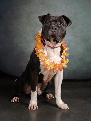 Enlarge Auggie, a Adoptable mixed breed in Atlanta, GA image 3/3