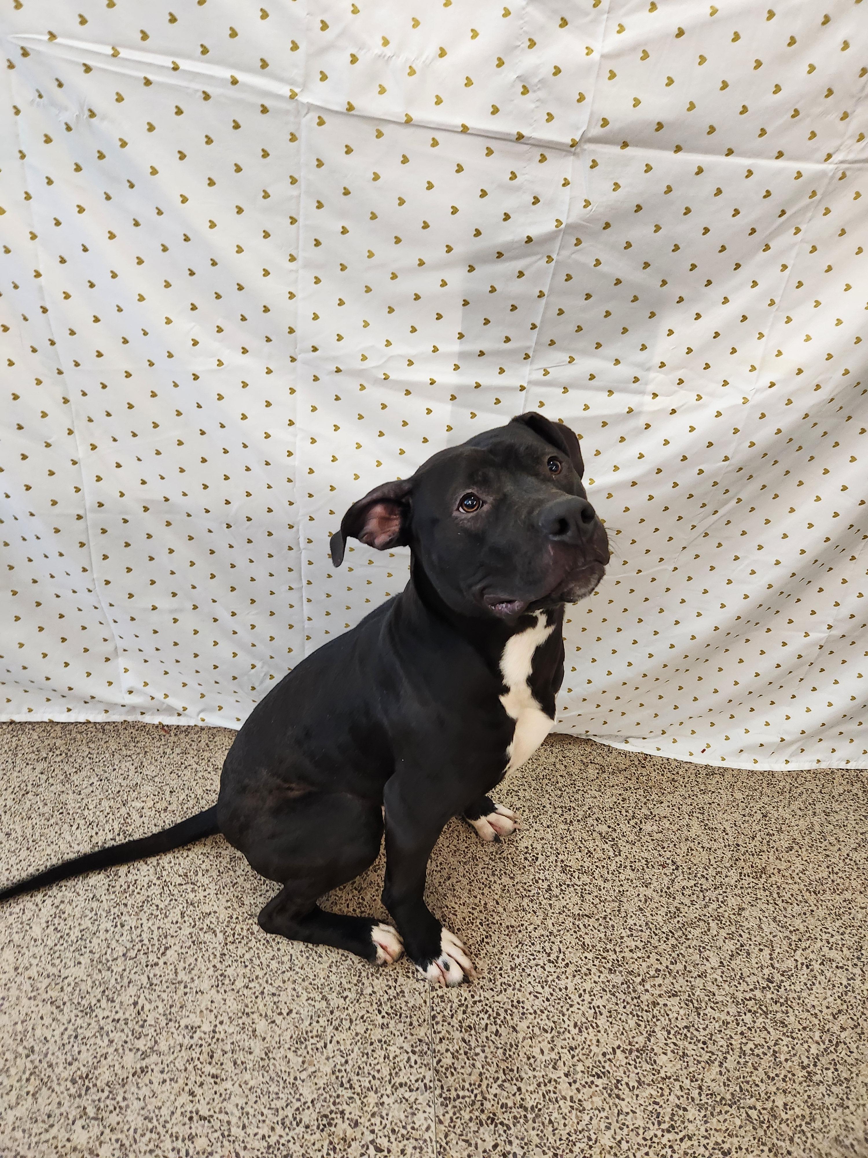 Brutus, a Adoptable Staffordshire Bull Terrier in Caro, MI image 2/6