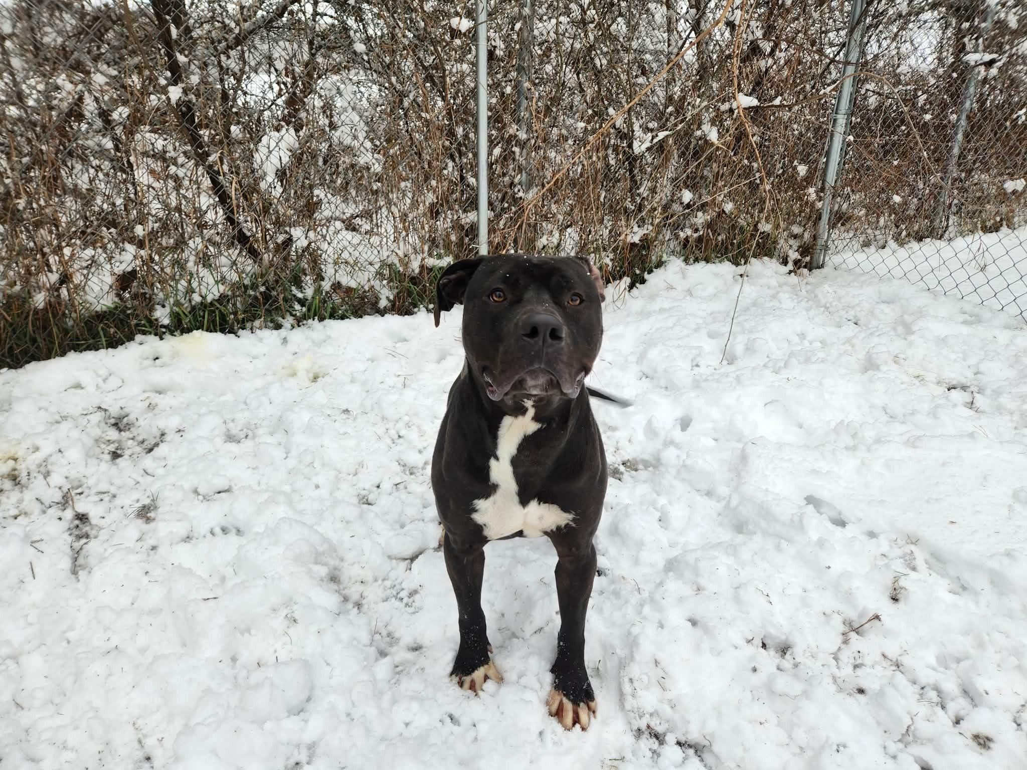 Enlarge Brutus, a Adoptable Staffordshire Bull Terrier in Caro, MI image 1/5