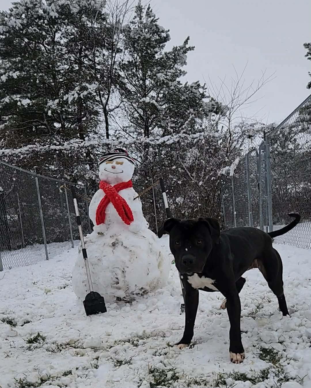 Enlarge Brutus, a Adoptable Staffordshire Bull Terrier in Caro, MI image 2/5
