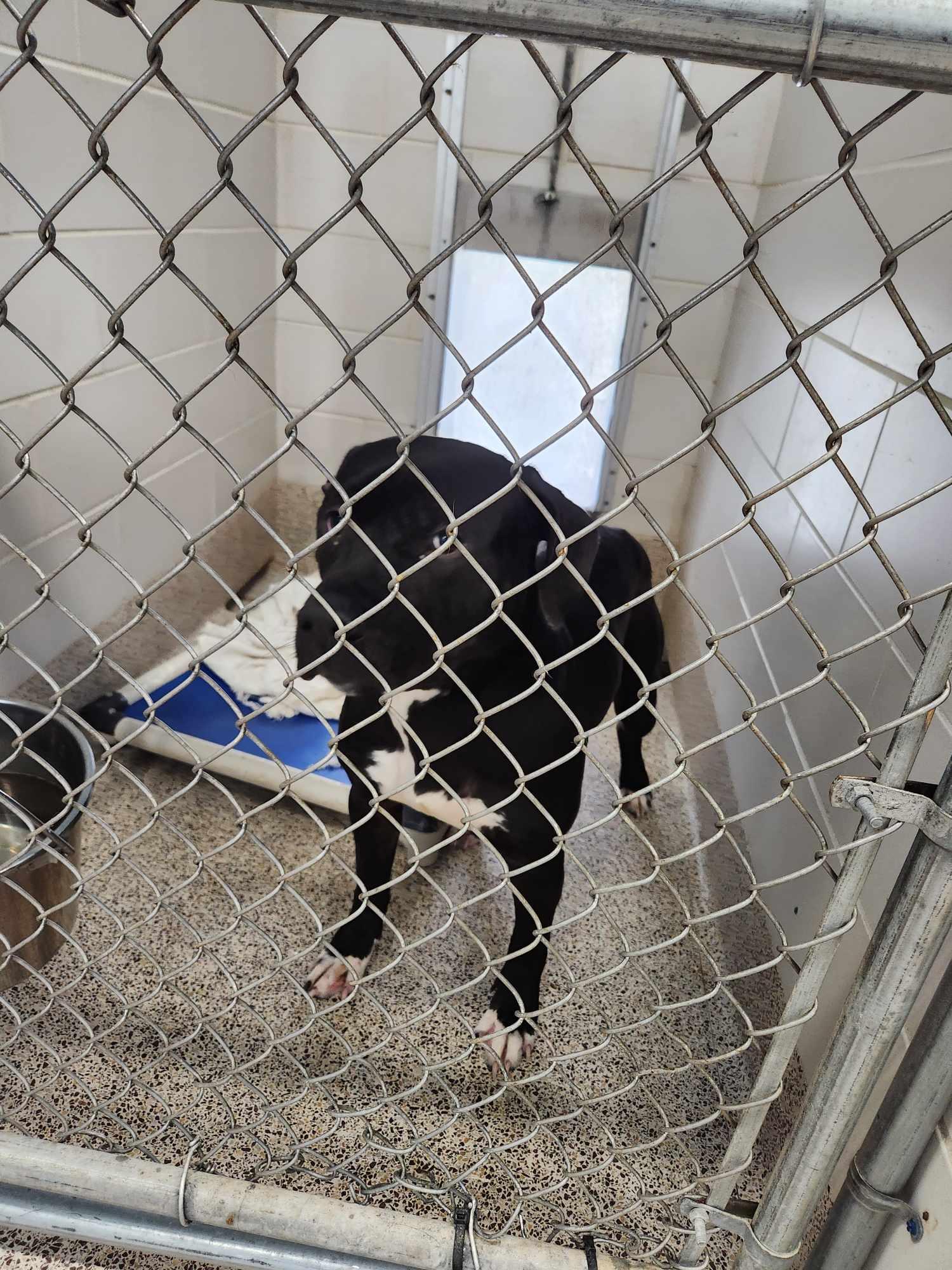 Brutus, a Adoptable Staffordshire Bull Terrier in Caro, MI image 6/6