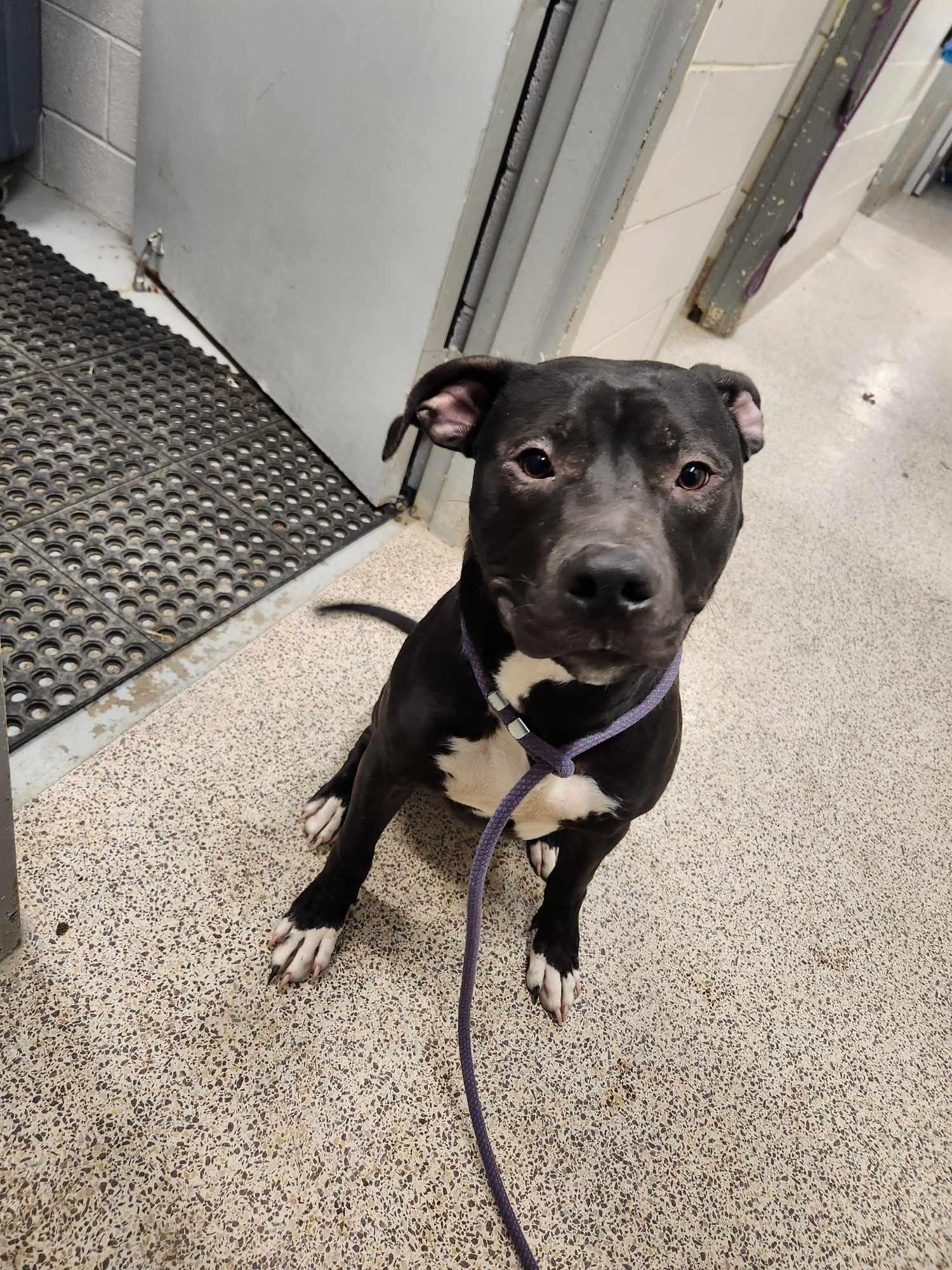 Brutus, a Adoptable Staffordshire Bull Terrier in Caro, MI image 3/6