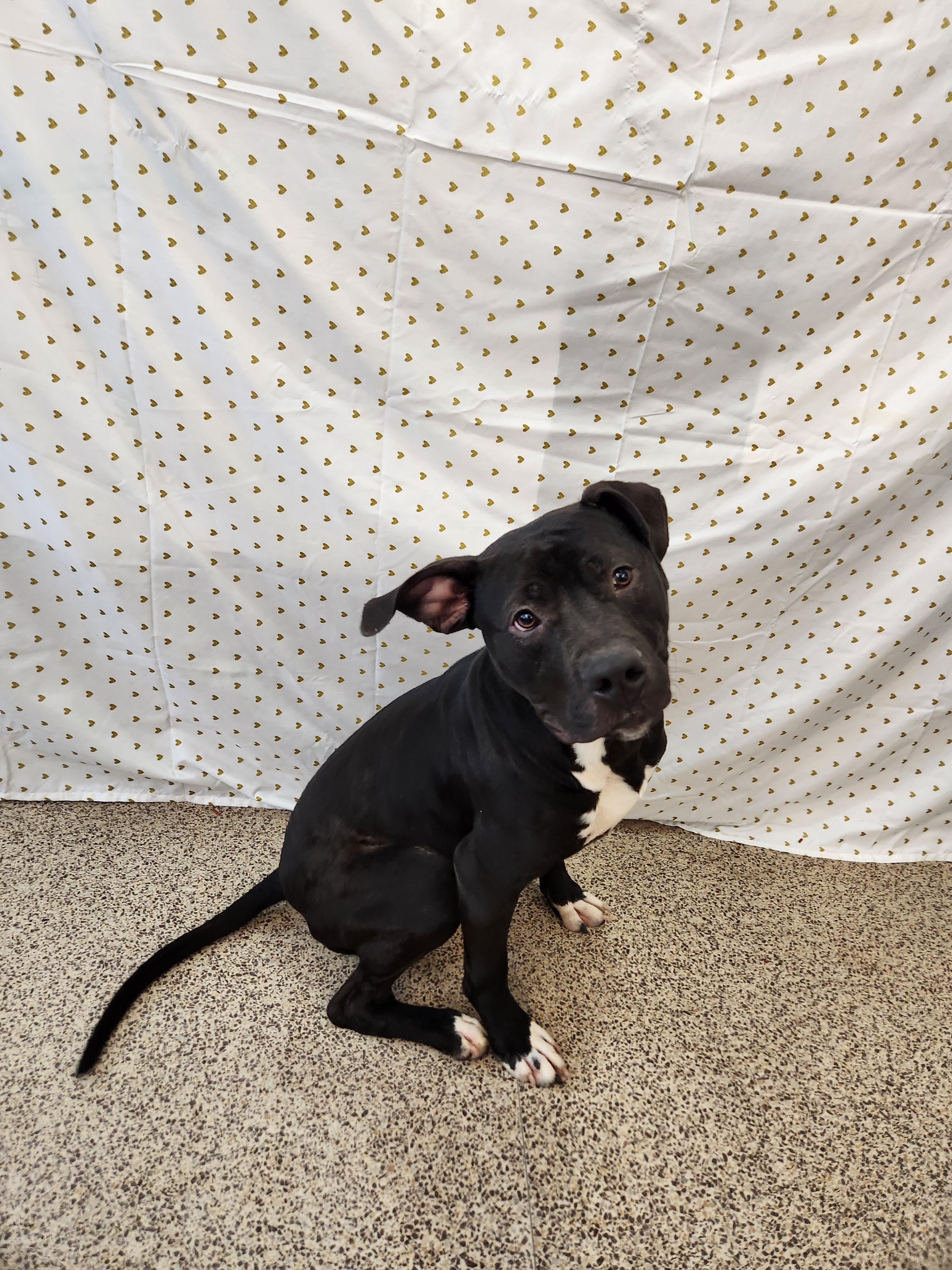 Brutus, a Adoptable Staffordshire Bull Terrier in Caro, MI image 4/6