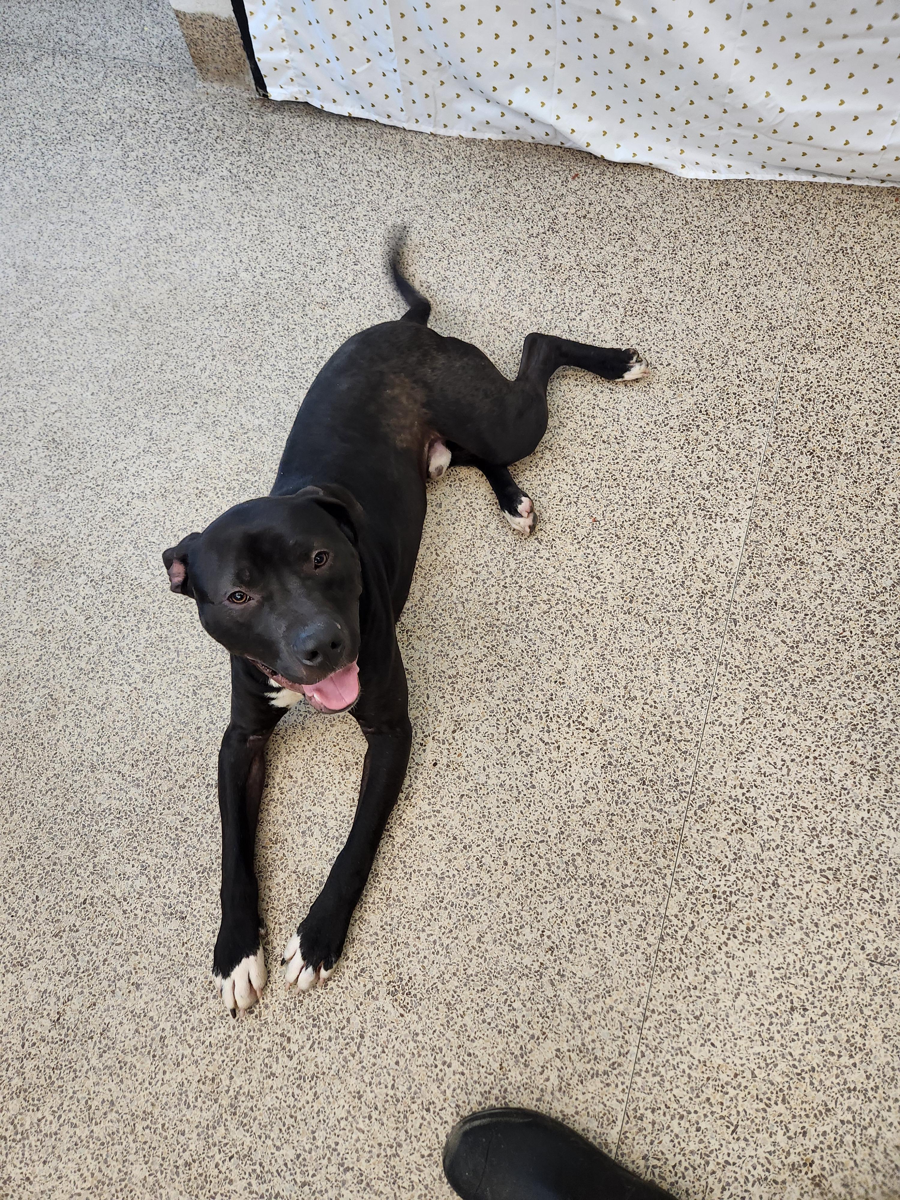 Brutus, a Adoptable Staffordshire Bull Terrier in Caro, MI image 5/6