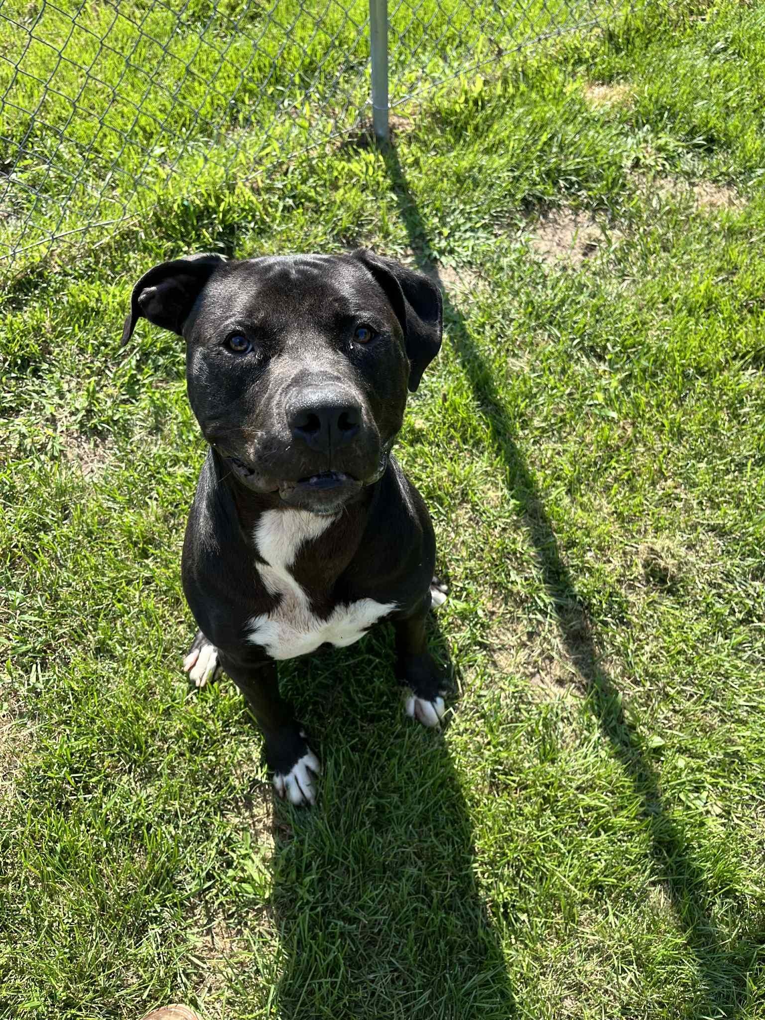 Brutus, a Adoptable Staffordshire Bull Terrier in Caro, MI image 1/6