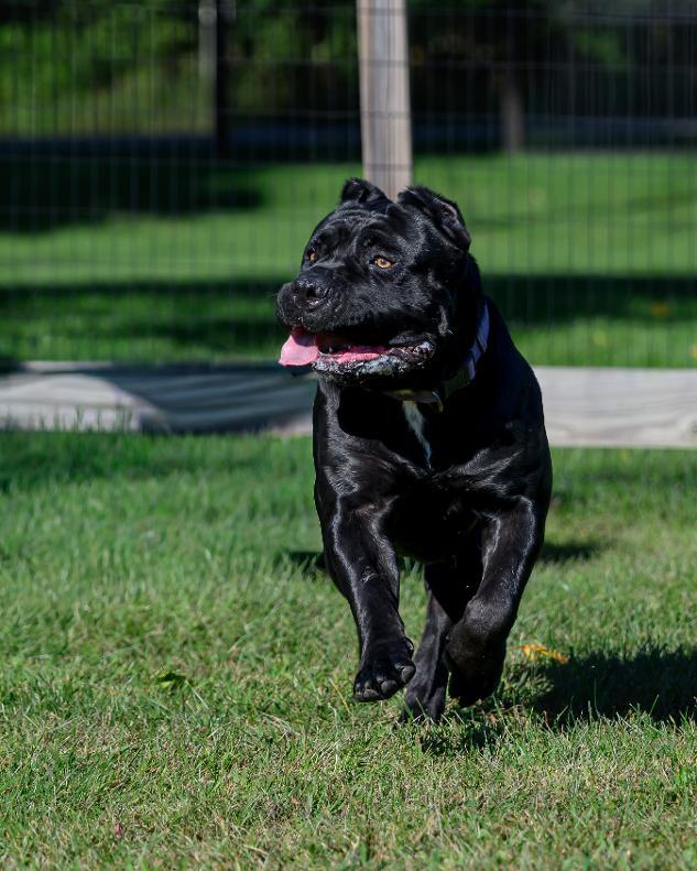 Enlarge KARMA, a Adoptable Cane Corso in Montclair, NJ image 4/4