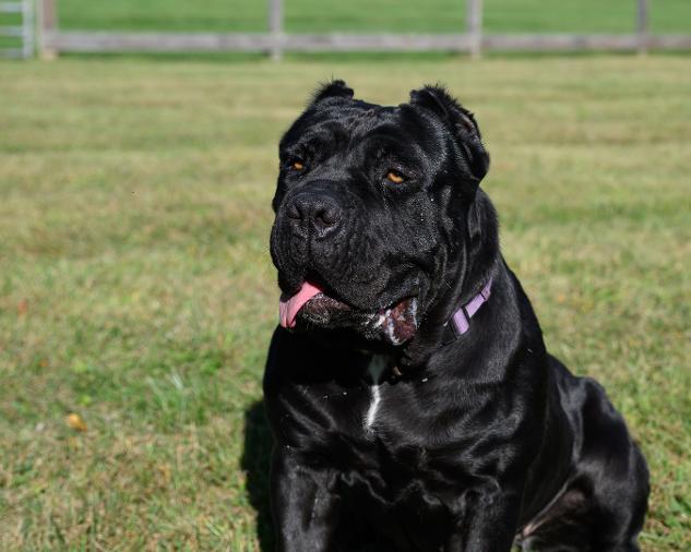 KARMA, Adoptable, Adult Female Cane Corso.