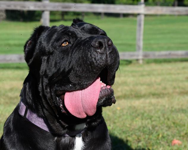 Enlarge KARMA, a Adoptable Cane Corso in Montclair, NJ image 3/4