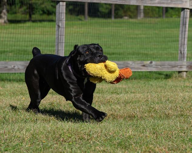 Enlarge KARMA, a Adoptable Cane Corso in Montclair, NJ image 2/4