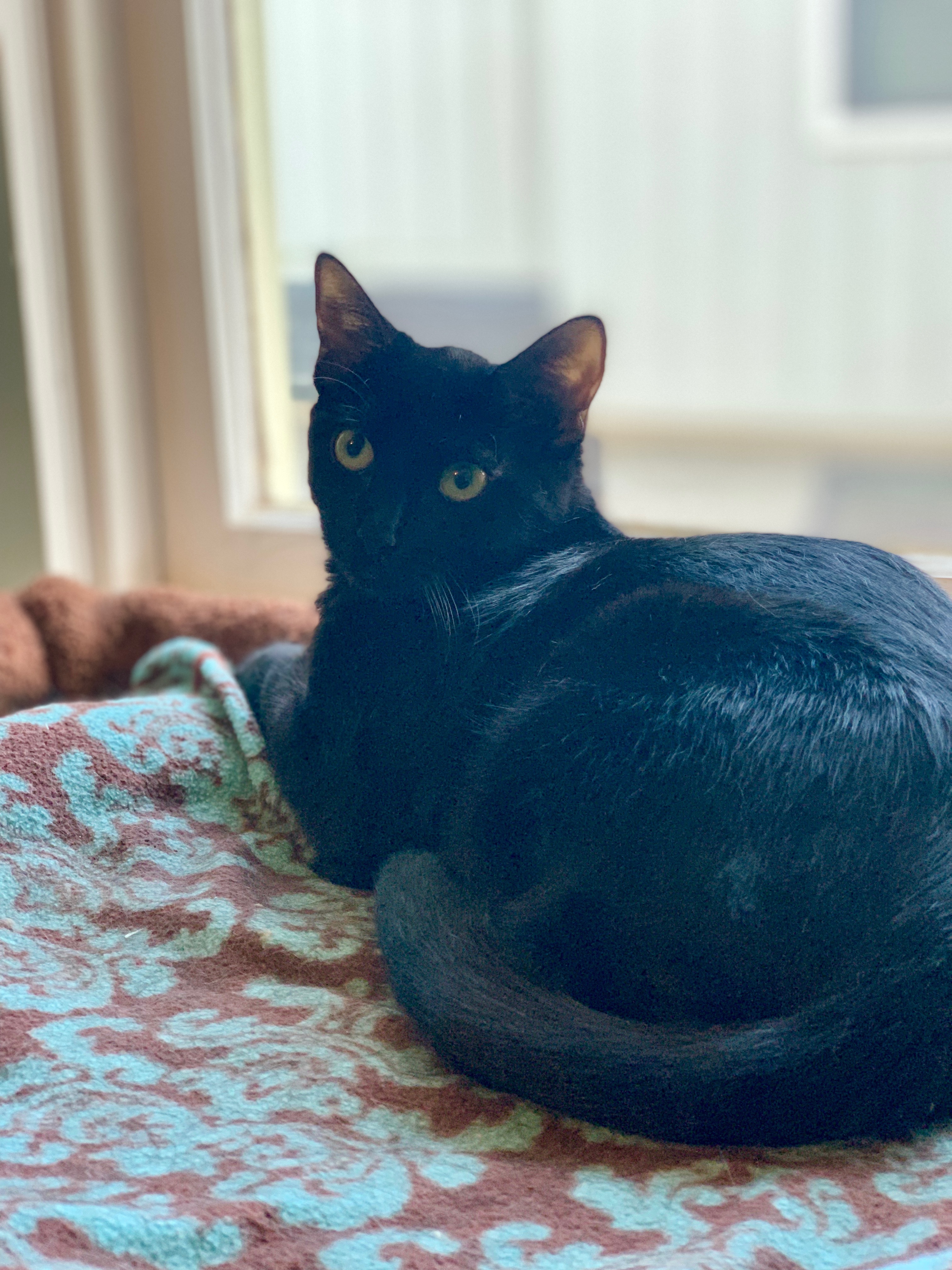 Lucy, a Adoptable Domestic Short Hair in Houston, TX image 1/10