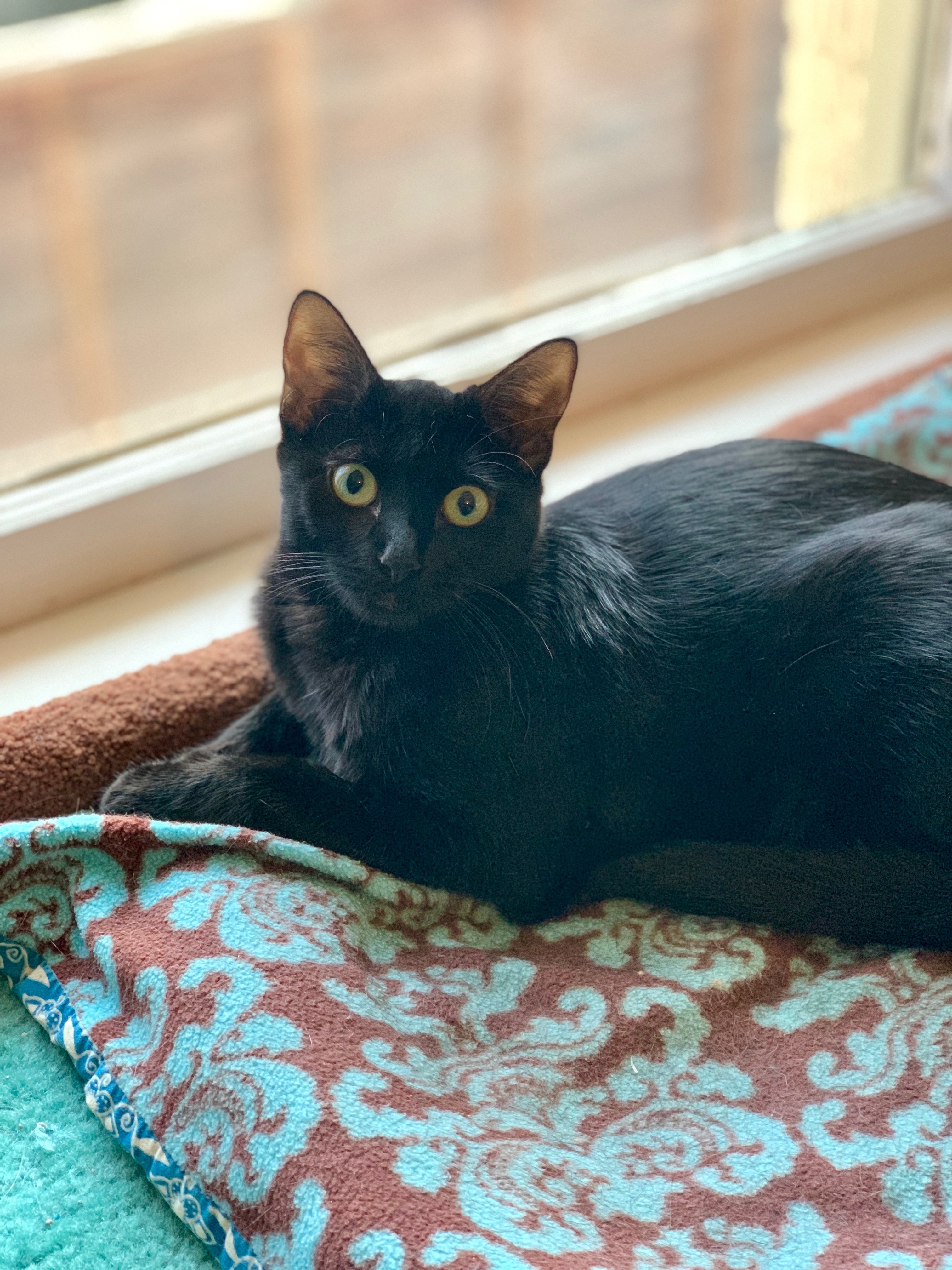 Lucy, a Adoptable Domestic Short Hair in Houston, TX image 2/10