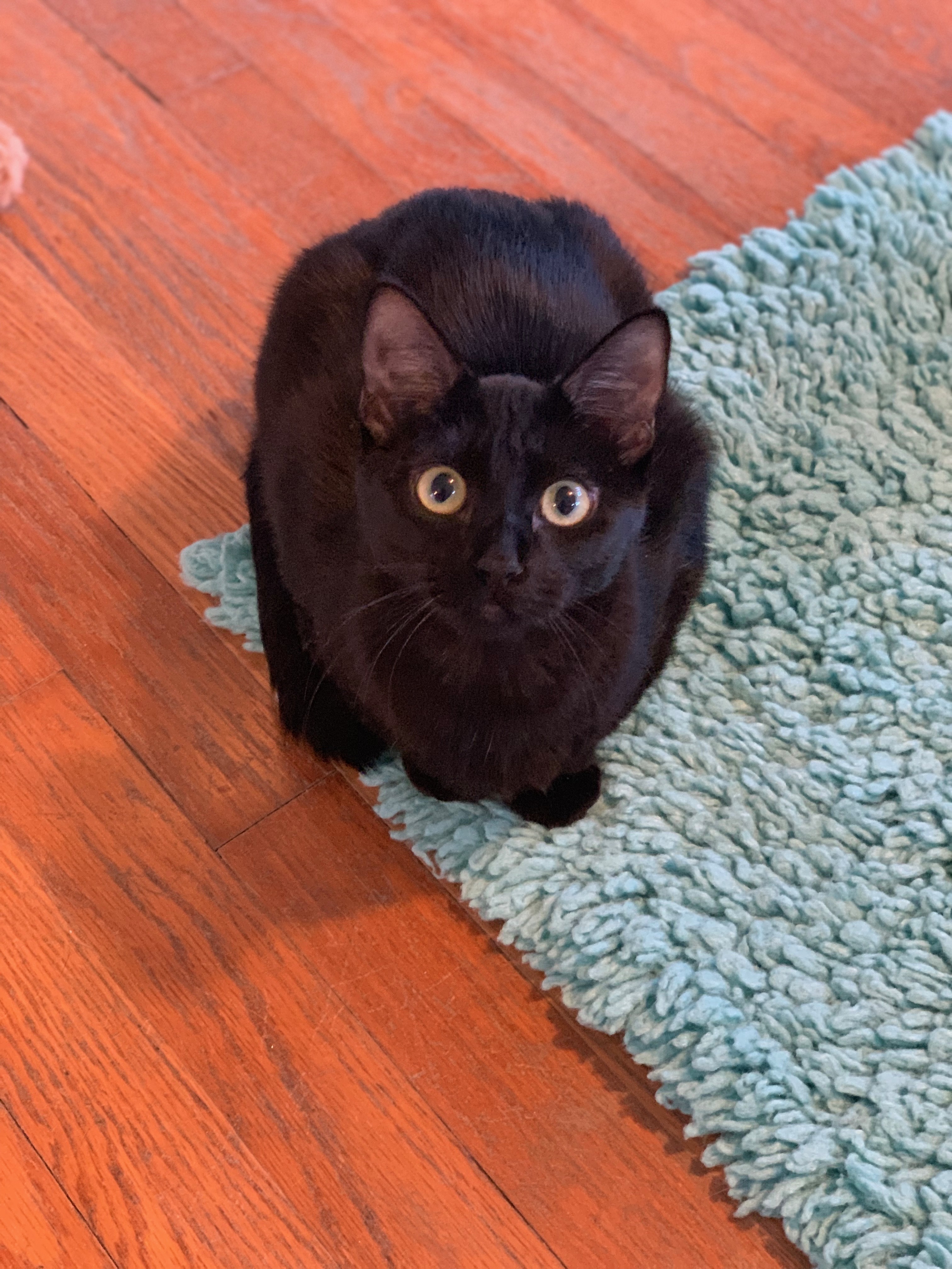 Lucy, a Adoptable Domestic Short Hair in Houston, TX image 4/10